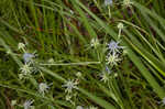 Rattlesnakemaster